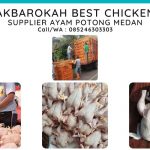 Supplier-Distributor-Ayam-Potong-di-Medan
