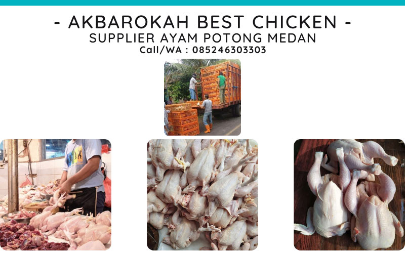 Supplier-Distributor-Ayam-Potong-di-Medan